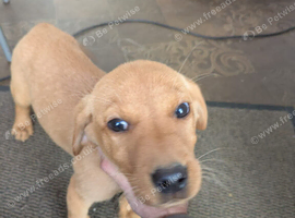 Labrador puppies