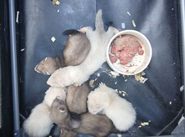 Baby ferret kits 4 ready in 2 weeks