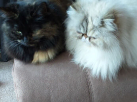 Beautiful Persian girl and long haired cat for sale