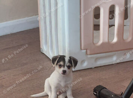 Chihuahua puppies