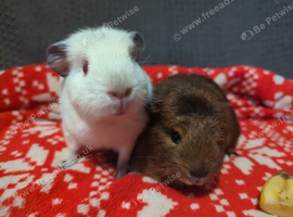Baby guinea pigs