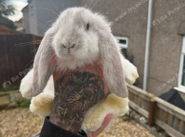 Giant French lops