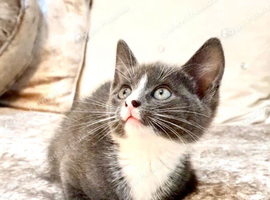 British Shorthair Boy