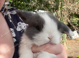 Mini lop rabbits