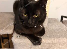 Beautiful boy looking for his forever home