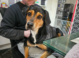 Nala needs new home