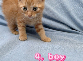 Kittens