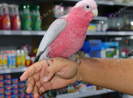 Baby Galah Cockatoo Fully Hand Reared,9