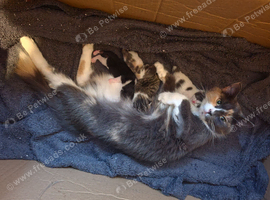 Beautiful male kittens
