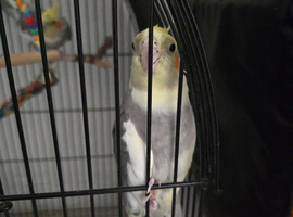 cockatiel
