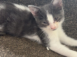 Grey and white kittens