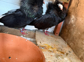 Breeding pairs of Jacobins