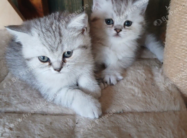 Silver tabby female Kittens