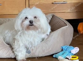 Female adult Maltese