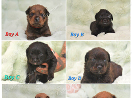 Chunky Rottiecorso's