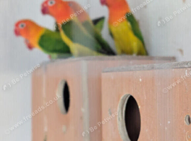 Opline lovebirds for sale