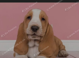 Basset hound