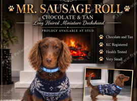 miniature dachshund stud