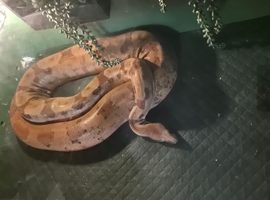 Short Tailed Boa and Full Setup