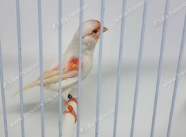 Red mosaic hen