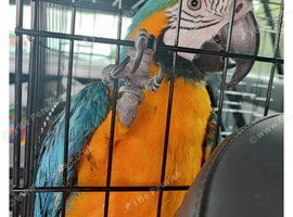 Macaws