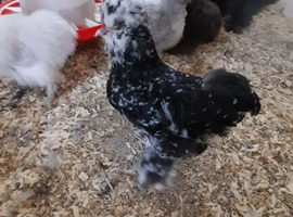 Mottled silkie bantam cockeral