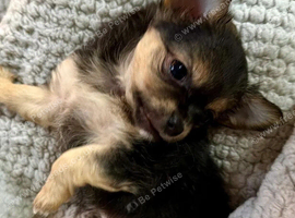 Rare blue tan x1,black tri x1, LC chihuahua female