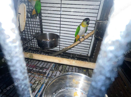 A pair of Caiques&mdash;specifically the Black-headed variety&mdash;proven for breeding. in London