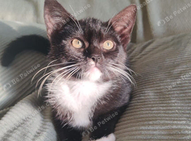 Final Kitten Remaining - Tuxedo Girl