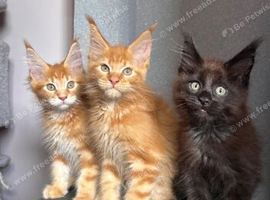 BEAUTIFUL LIITTLE TREASURE READY FOR LOVING HOMES