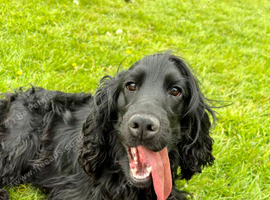 2 cocker Spaniels