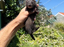 Black solid ferret kits