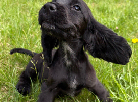 Beautiful Show Type Cocker Spaniel Girl Puppy - Ready Now