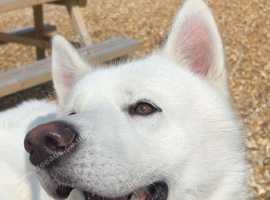 White Siberian husky