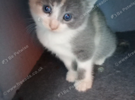 Kittens
