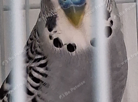 Budgie