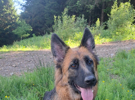 18month old German Shepherd bitch