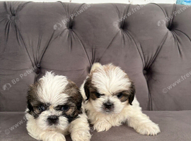 2 Shih Tzu puppies