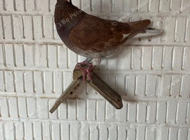 Meuleman Cock  -Red