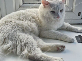 Turkish angora white cat