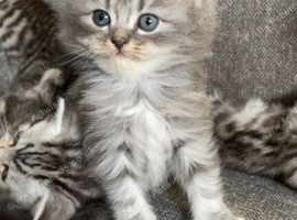 Exotic cross kittens