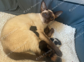 Siamese mix breed