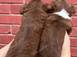 Amazing long coat Apple head girl puppies