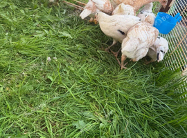 Sharmo American mix chickens