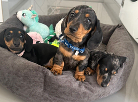 PRA Clear miniature dachshund puppies