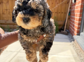 Adorable male cockapoo puppy