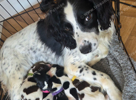 KC REGISTERED ENGLISH SPRINGER SPANIELS