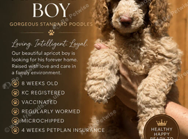 READY NOW! Standard poodle puppies kc registered