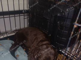 10week old cocker puppy