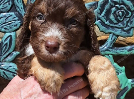 Stunning F1 cockapoo puppies available